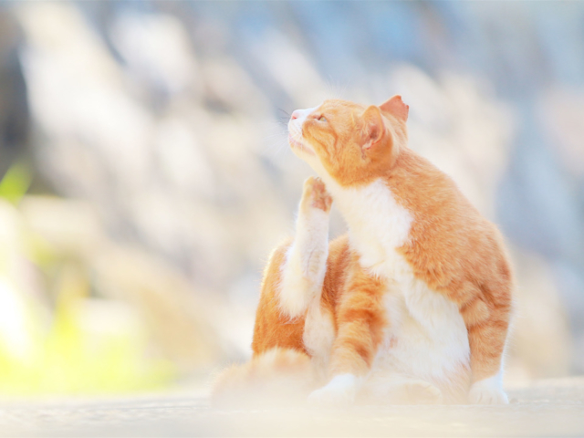 かわいい猫に癒される 猫をみつけに ちょっとおでかけ まっぷるトラベルガイド