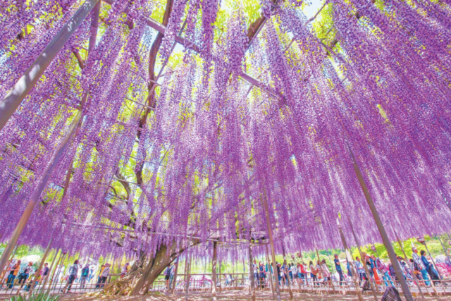 あしかがフラワーパーク 一年中楽しめる花と光の楽園 まっぷるトラベルガイド