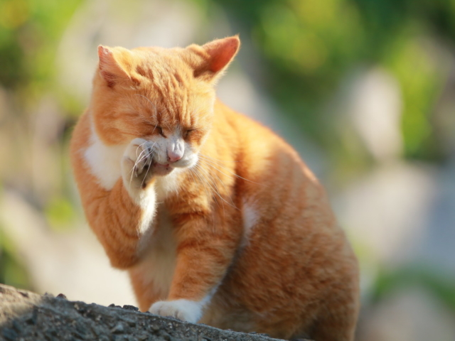 かわいい猫に癒される 猫をみつけに ちょっとおでかけ まっぷるトラベルガイド