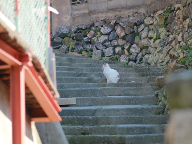 香川で猫旅 瀬戸内の離島 男木島 悠々自適な猫に癒される日帰り旅 まっぷるトラベルガイド