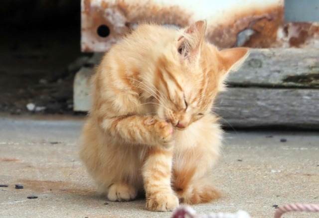 猫旅観光 猫好き必見 おすすめ猫スポットご紹介 おでかけ 旅行は猫に会おう まっぷるトラベルガイド