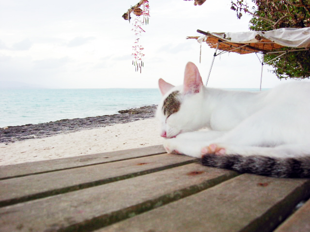 沖縄 竹富島 癒しの楽園に暮らす猫たちに会いに行こう まっぷるトラベルガイド