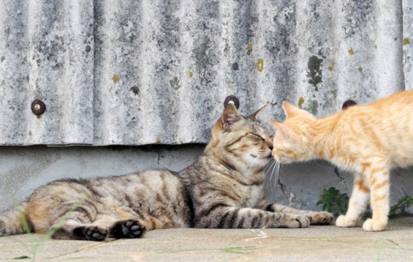 香川で猫旅 瀬戸内の離島 男木島 悠々自適な猫に癒される日帰り旅 まっぷるトラベルガイド