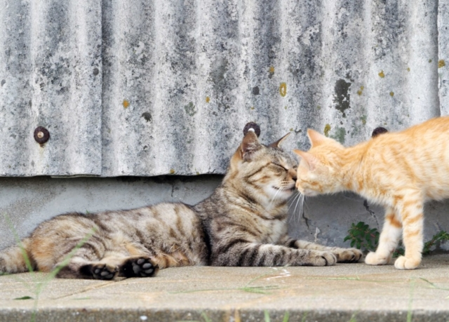 猫旅観光 猫好き必見 おすすめ猫スポットご紹介 おでかけ 旅行は猫に会おう 観光旅行メディア まっぷるトラベルガイド