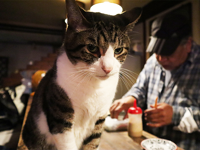 東京 猫好き必見 看板猫のいる店７選 まっぷるトラベルガイド