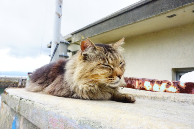 愛媛 青島 猫好き必見 瀬戸内海に浮かぶ猫島 まっぷるトラベルガイド