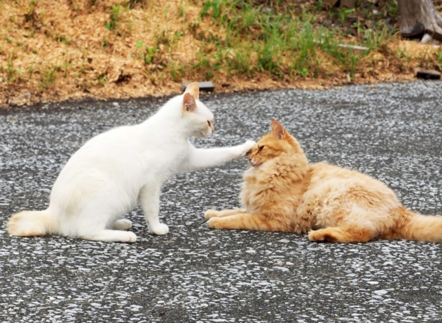 猫旅観光 猫好き必見 おすすめ猫スポットご紹介 おでかけ 旅行は猫に会おう まっぷるトラベルガイド
