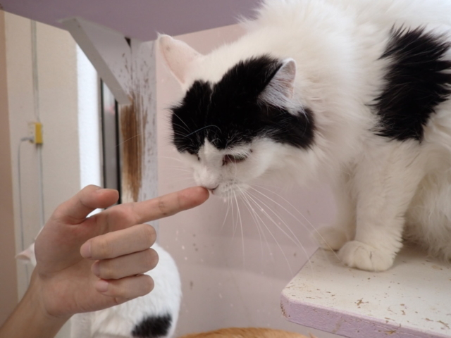 沖縄 宜野湾 保護猫カフェ ニャングスク 里親探しのお手伝い まっぷるトラベルガイド