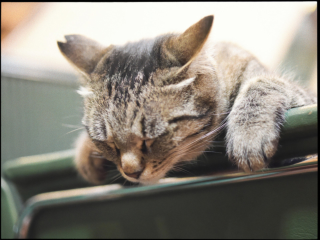 連載フォトエッセイ 第 1 回 ねこ写真家 関由香の 看板ねこ便り 東京 三ノ輪の喫茶店 白鳥 前編 まっぷるトラベルガイド