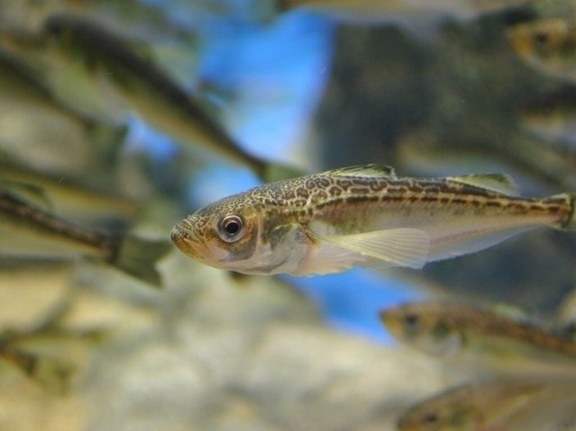 オンラインで水族館を楽しもう コロナ禍でも安心して楽しめる まっぷるトラベルガイド