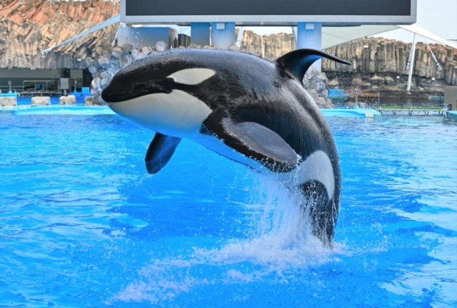 水族館 シャチ 港 名古屋