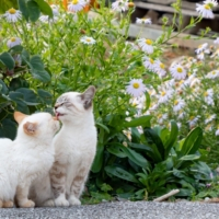 かわいい猫に癒される 猫をみつけに ちょっとおでかけ まっぷるトラベルガイド