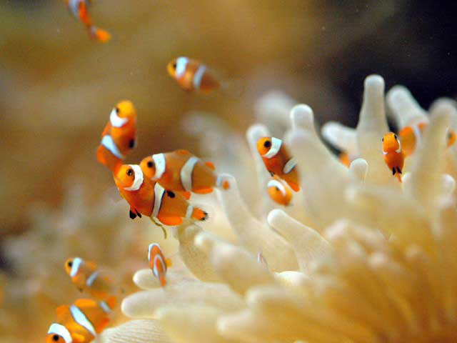 オンラインで水族館を楽しもう コロナ禍でも安心して楽しめる まっぷるトラベルガイド