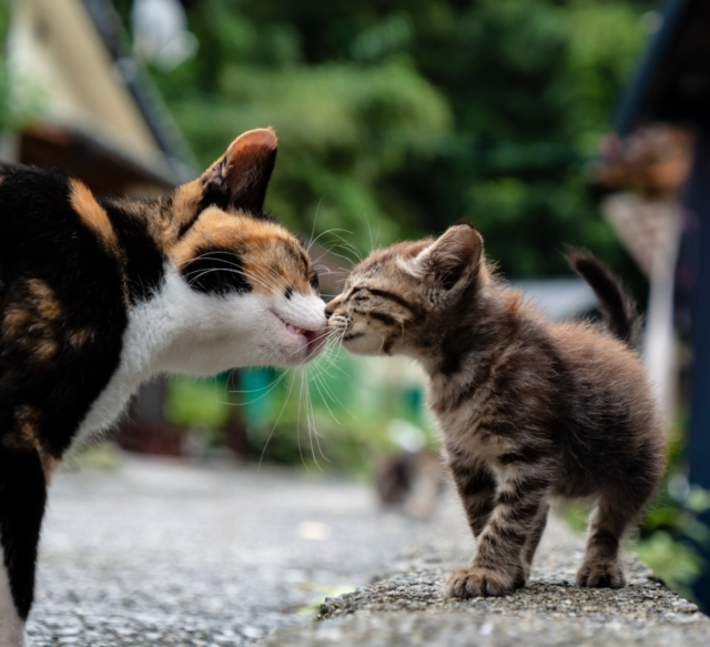 連載フォトエッセイ 第３回 Simabossneko ぺにゃんこの 島ねこ日記 まっぷるトラベルガイド
