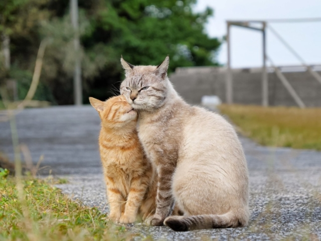連載フォトエッセイ 第３回 Simabossneko ぺにゃんこの 島ねこ日記 まっぷるトラベルガイド