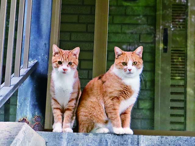 北海道 東北 温泉宿の看板ねこに会いに行こう 接客力は神レベル まっぷるトラベルガイド