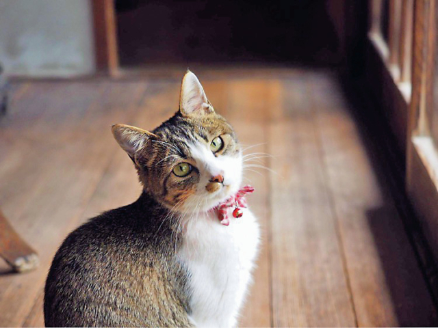 かわいい猫に癒される 猫をみつけに ちょっとおでかけ まっぷるトラベルガイド