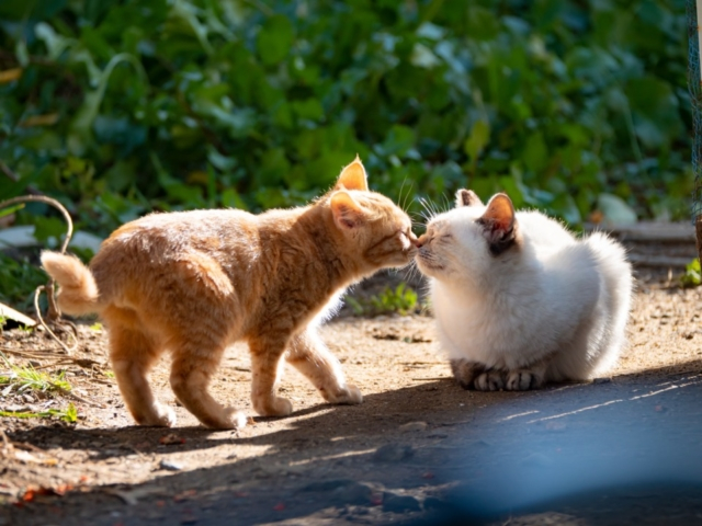 連載フォトエッセイ 第３回 Simabossneko ぺにゃんこの 島ねこ日記 まっぷるトラベルガイド