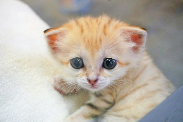 かわいい猫に癒される 猫をみつけに ちょっとおでかけ まっぷるトラベルガイド