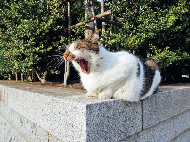 猫旅観光 猫好き必見 おすすめ猫スポットご紹介 おでかけ 旅行は猫に会おう まっぷるトラベルガイド