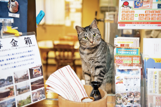 那須高原 萌えキュン必至 ねこまみれドライブに出発しよう まっぷるトラベルガイド