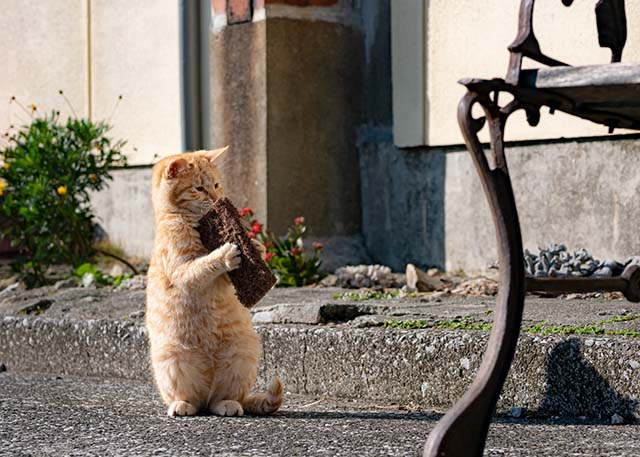 連載フォトエッセイ 第5回 Simabossneko ぺにゃんこの 島ねこ日記 観光旅行メディア まっぷるトラベルガイド