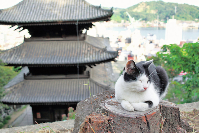 かわいい猫に癒される 猫をみつけに ちょっとおでかけ まっぷるトラベルガイド