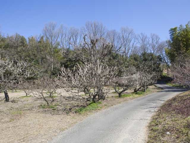 見頃 関西 梅