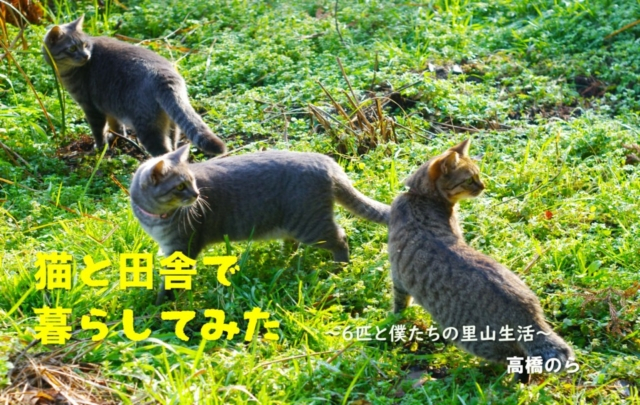 連載エッセイ 第11回 猫と田舎で暮らしてみた 6匹と僕たちの里山生活 まっぷるトラベルガイド