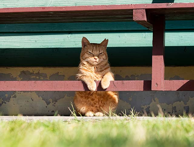 連載フォトエッセイ 第5回 Simabossneko ぺにゃんこの 島ねこ日記 観光旅行メディア まっぷるトラベルガイド