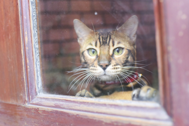 ねこ写真家 関 由香さん 伝授 かわいい街ねこの撮影術を徹底解説 まっぷるトラベルガイド