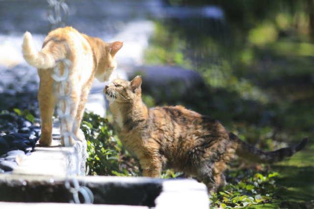 鎌倉 ぶらり街ねこさんぽ ねこに会えるスポット7選 まっぷるトラベルガイド