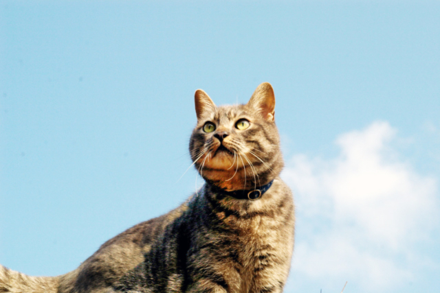 かわいい猫に癒される 猫をみつけに ちょっとおでかけ まっぷるトラベルガイド