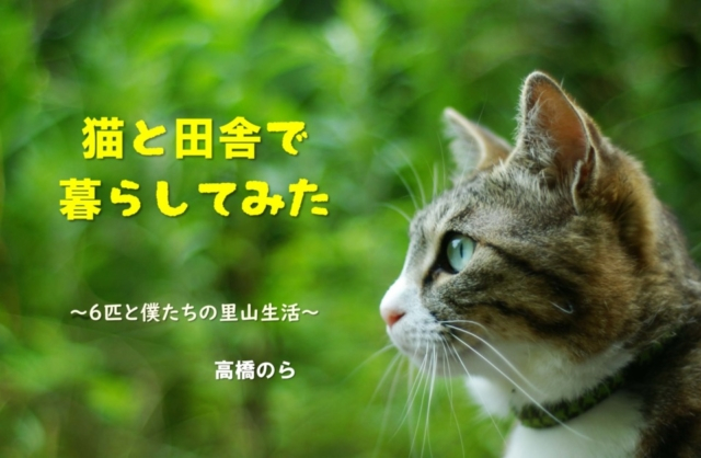 連載エッセイ 第21回 猫と田舎で暮らしてみた 6匹と僕たちの里山生活 まっぷるトラベルガイド