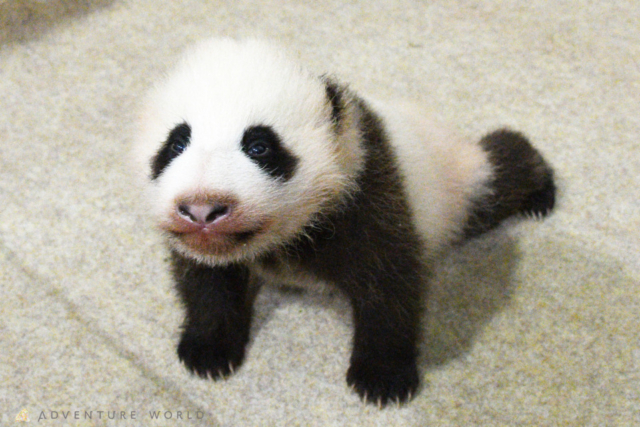 全国の赤ちゃん動物 大集合 ベビーたちに会いに動物園へ行こう まっぷるトラベルガイド