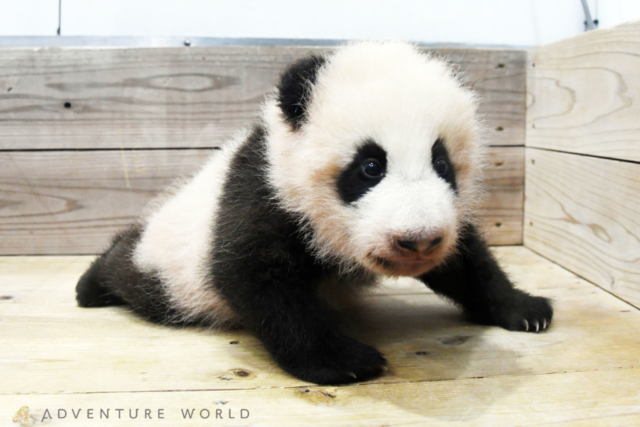 全国の赤ちゃん動物 大集合 ベビーたちに会いに動物園へ行こう まっぷるトラベルガイド