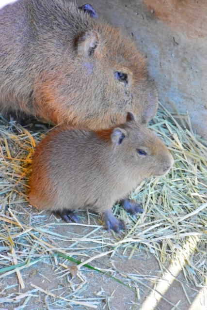 全国の赤ちゃん動物 大集合 ベビーたちに会いに動物園へ行こう まっぷるトラベルガイド