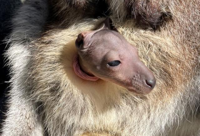 全国の赤ちゃん動物 大集合 ベビーたちに会いに動物園へ行こう まっぷるトラベルガイド