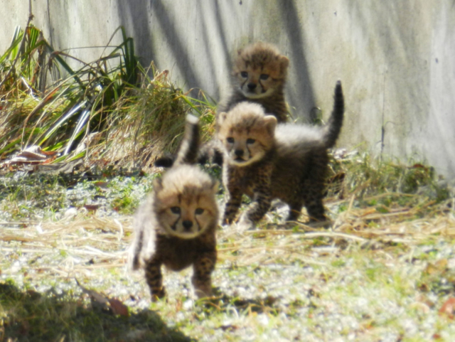 全国の赤ちゃん動物 大集合 ベビーたちに会いに動物園へ行こう まっぷるトラベルガイド