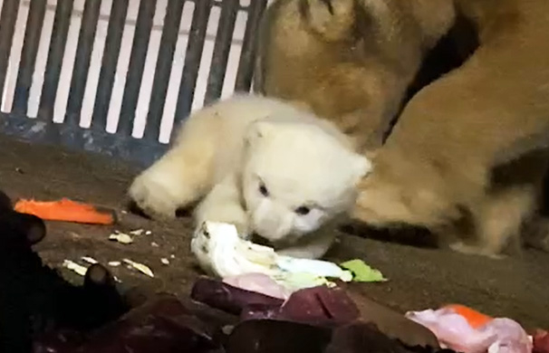 全国の赤ちゃん動物 大集合 ベビーたちに会いに動物園へ行こう まっぷるトラベルガイド