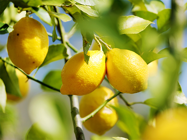 いまが旬の国産レモンで簡単レモングルメ お取り寄せ まっぷるトラベルガイド