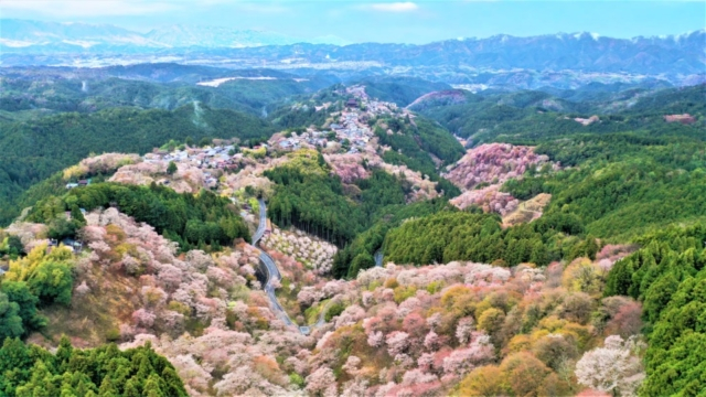 【吉野の桜】 豪華絢爛！日本一の桜『吉野千本桜』を観賞するお花見旅へ