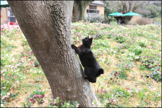 連載フォトエッセイ 第11回 ねこ写真家 関由香の 看板ねこ便り 君津 庭園 ドリプレ ローズガーデン 前編 まっぷるトラベルガイド