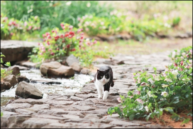 連載フォトエッセイ 第11回 ねこ写真家 関由香の 看板ねこ便り 君津 庭園 ドリプレ ローズガーデン 前編 まっぷるトラベルガイド