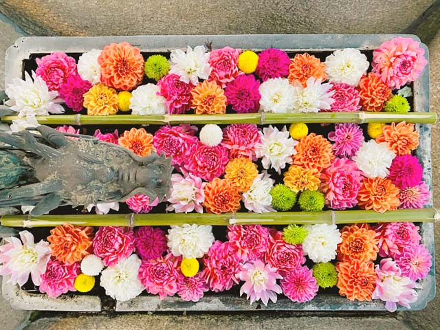 京都 花手水 に浮かぶカラフルな季節の花6選 社寺の新たな見どころ発見 まっぷるトラベルガイド