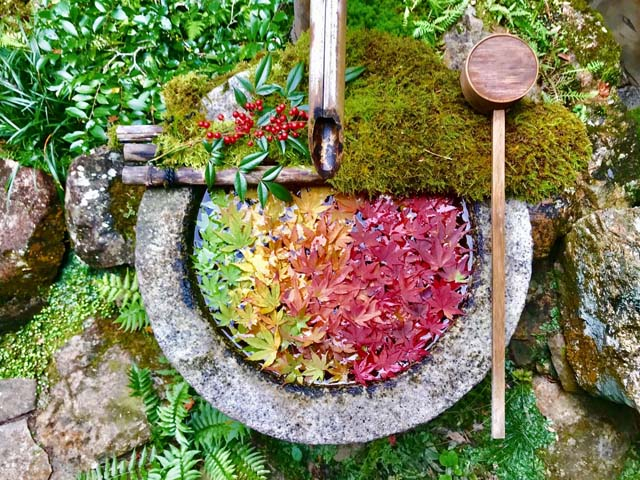 京都 花手水 に浮かぶカラフルな季節の花6選 社寺の新たな見どころ発見 まっぷるトラベルガイド