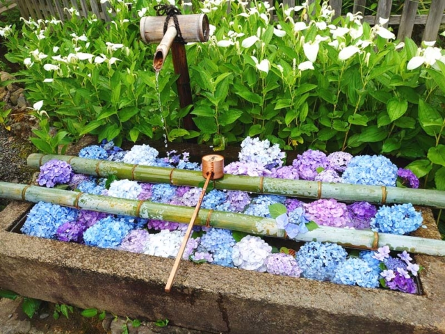 京都 花手水 に浮かぶカラフルな季節の花6選 社寺の新たな見どころ発見 まっぷるトラベルガイド