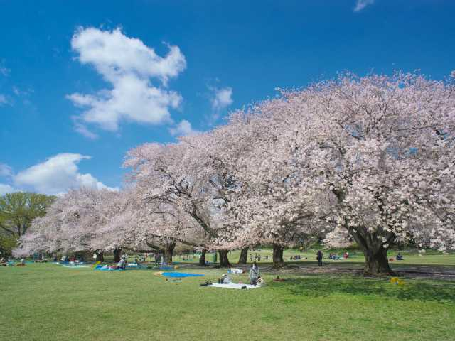 東京 都内の大きい公園おすすめ40選 デートやピクニックにも まっぷるトラベルガイド