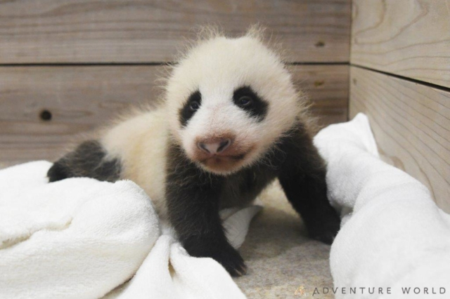 白浜 アドベンチャーワールドの赤ちゃんパンダに会いに行こう まっぷるトラベルガイド