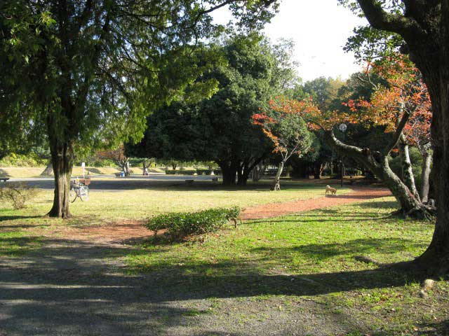 京都の大きい公園おすすめ15選 デートやピクニックにも まっぷるトラベルガイド